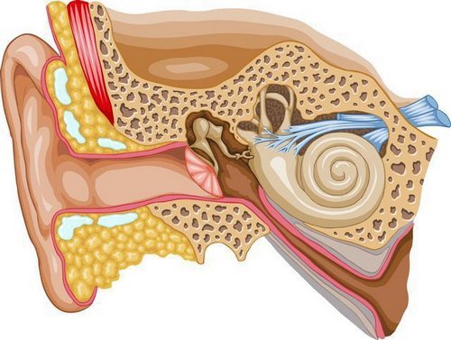 Неврит слухового нерва — симптомы и лечение
