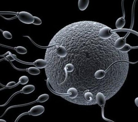 У мужчин в развитых странах резко падает количество сперматозоидов