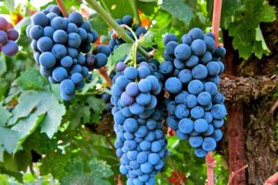 Названы уникальные для здоровья свойства винограда