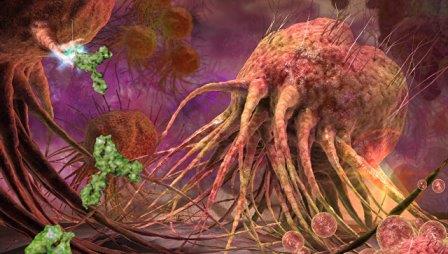 Создано антитело, заставляющее иммунные клетки уничтожать рак