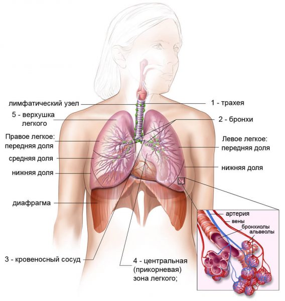 Пневмоцистная пневмония – симптомы и лечение, фото и видео. 