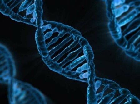 Медики создали генную терапию, защищающую человека от атеросклероза