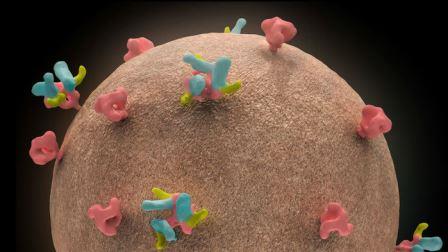 Антитела могут подавлять вирус СПИДа на несколько месяцев