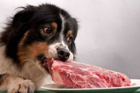 Кормить собаку сырым мясом опасно для здоровья хозяина. 