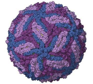 Направленный против ВИЧ препарат оказался эффективен и в борьбе с вирусом Зика