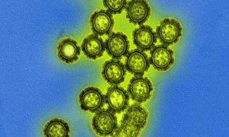 Новое средство против гриппа оказалось мощным стимулятором устойчивости вируса к препарату